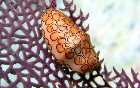 Flamingo Tongue - Cyphoma gibbosum