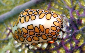 Flamingo Tongue - Cyphoma gibbosum