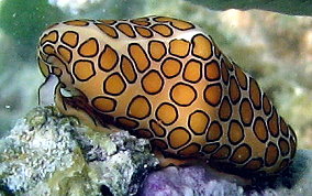 Flamingo Tongue - Cyphoma gibbosum