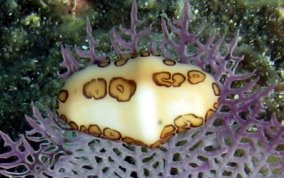 Flamingo Tongue - Cyphoma gibbosum