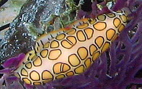 Flamingo Tongue - Cyphoma gibbosum