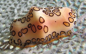 Flamingo Tongue - Cyphoma gibbosum