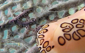 Flamingo Tongue - Cyphoma gibbosum