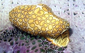 Flamingo Tongue - Cyphoma gibbosum