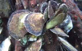 Flat Tree Oyster  - Isognomon alatus 