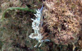 Fringe Back Nudibranch - Dondice occidentalis