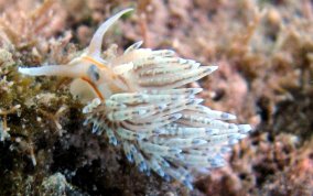 Fringe Back Nudibranch - Dondice occidentalis