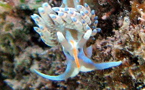 Fringe Back Nudibranch - Dondice occidentalis