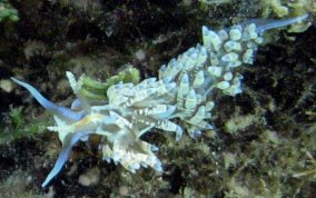 Fringe Back Nudibranch - Dondice occidentalis