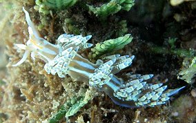 Nudibranch