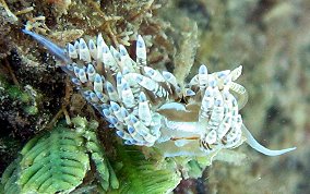 Fringe Back Nudibranch - Dondice occidentalis