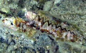 Frond Oyster - Dendostrea frons