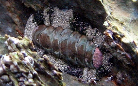 Marbled Chiton - Chiton marmoratus 