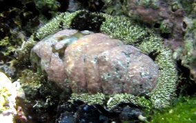 Fuzzy Chiton - Acanthopleura granulata