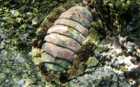 Fuzzy Chiton - Acanthopleura granulata