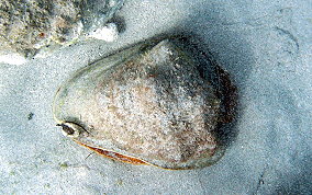 Helmet Snail - Cassis madagascariensis