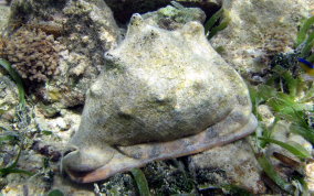 Emperor or Queen Helmet Snail