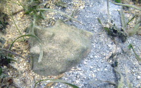 Helmet Snail - Cassis madagascariensis