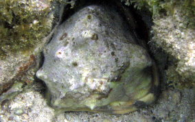 Helmet Snail - Cassis madagascariensis