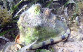 Helmet Snail - Cassis madagascariensis