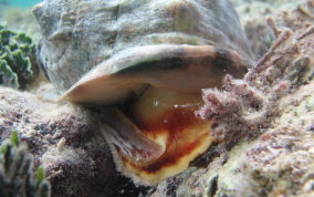 Helmet Snail - Cassis madagascariensis