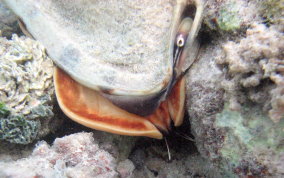 Helmet Snail - Cassis tuberosa, Cassis madagascariensis