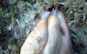 Helmet Snail - Cassis madagascariensis