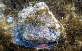 Helmet Snail - Cassis tuberosa, Cassis madagascariensis