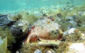 Helmet Snail - Cassis madagascariensis