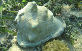 Helmet Snail - Cassis madagascariensis