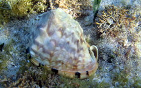 Helmet Snail - Cassis tuberosa, Cassis madagascariensis