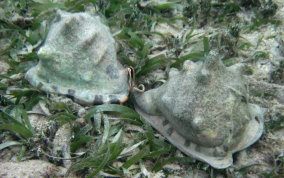 Helmet Snail - Cassis madagascariensis