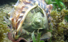 Helmet Snail - Cassis madagascariensis