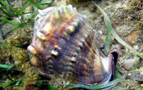 Helmet Snail - Cassis madagascariensis