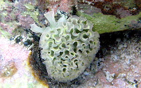 Lettuce Sea Slug - Tridachia crispata