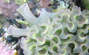 Lettuce Sea Slug - Tridachia crispata