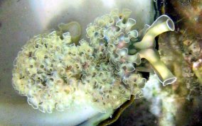 Lettuce Sea Slug - Tridachia crispata