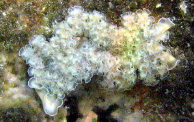 Lettuce Sea Slug - Tridachia crispata