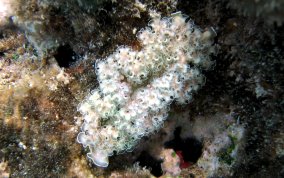 Lettuce Sea Slug - Tridachia crispata