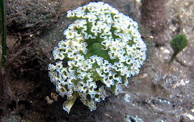 Lettuce Sea Slug - Tridachia crispata