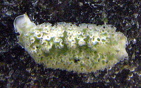 Lettuce Sea Slug - Tridachia crispata