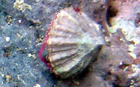 Limpet Snail - Class: Gastropoda