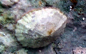 Limpet Snail - Class: Gastropoda