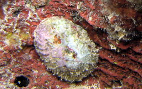 Limpet Snail - Class: Gastropoda