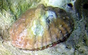 Limpet Snail - Class: Gastropoda