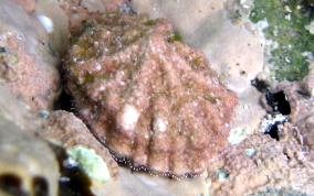 Limpet Snail - Class: Gastropoda