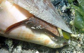 Milk Conch - Strombus costatus