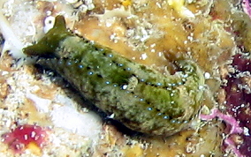 Mysterious Headshield Slug - Navanax aenigmaticus