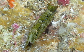 Mysterious Headshield Slug - Navanax aenigmaticus