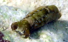 Mysterious Headshield Slug - Navanax aenigmaticus